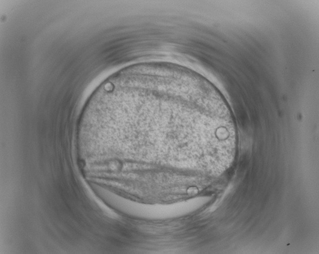 X0000076301533200610271901