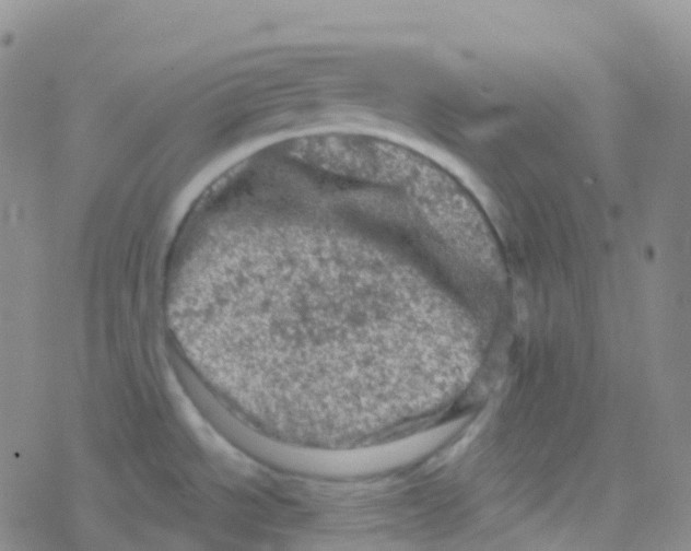 X0000076301534200610271901