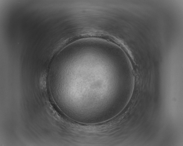 X0000076310010200610061342