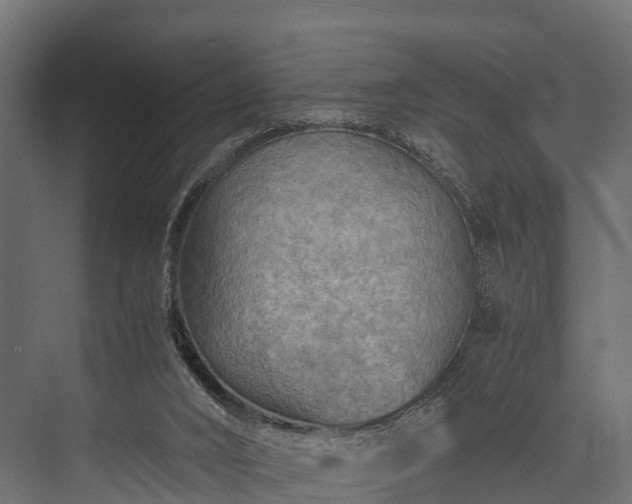 X0000076310016200610061342