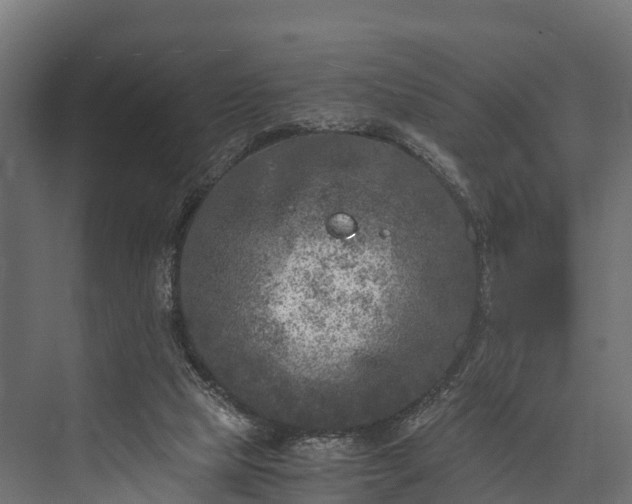 X0000076310065200610061341