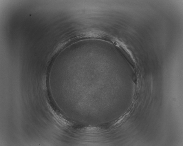 X0000076310154200610061339