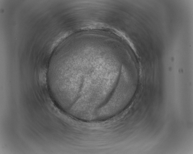 X0000076310010200610161630