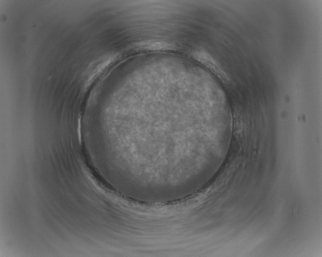 X0000076310014200610161630