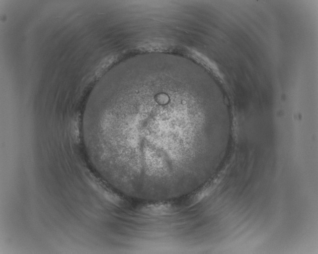 X0000076310065200610161629