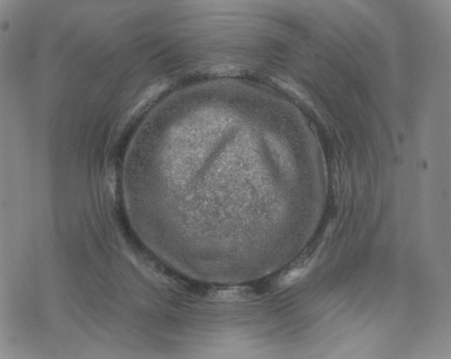 X0000076310072200610161629