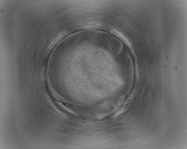 X0000076310105200610161629