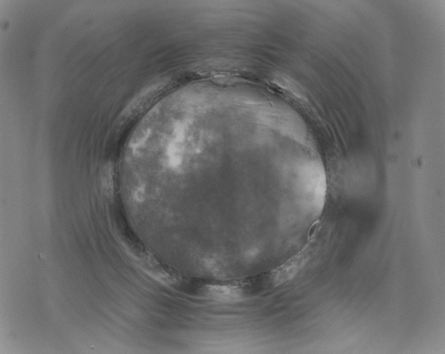 X0000076310167200610161628