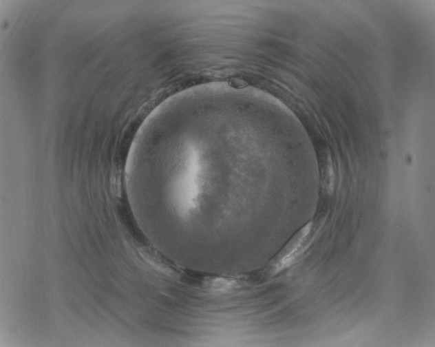 X0000076310180200610161628