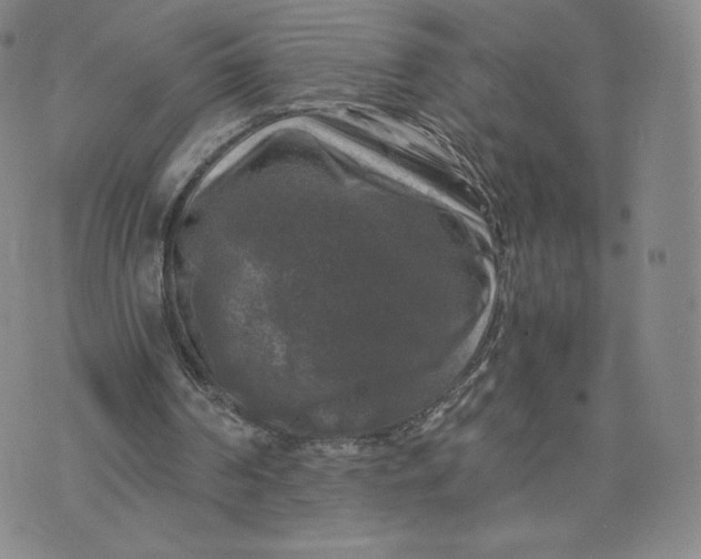 X0000076310194200610161627