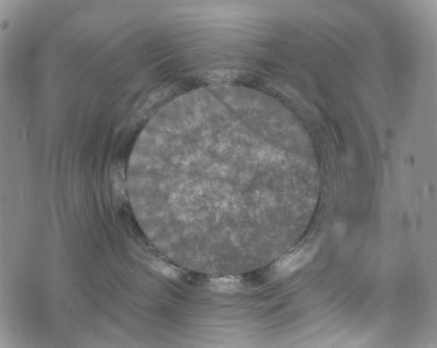 X0000076310240200610161626