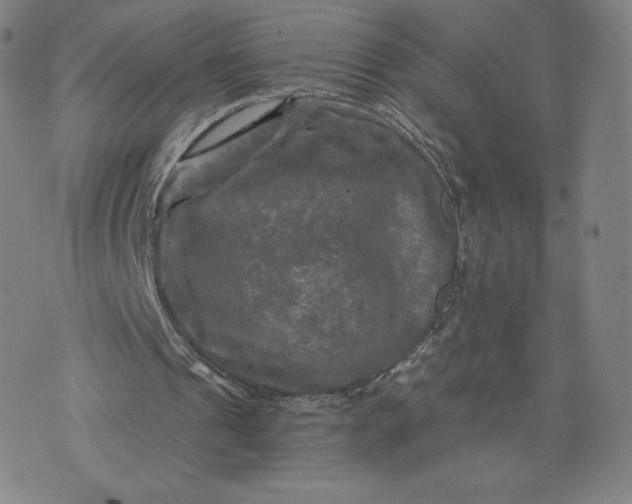 X0000076310241200610161626