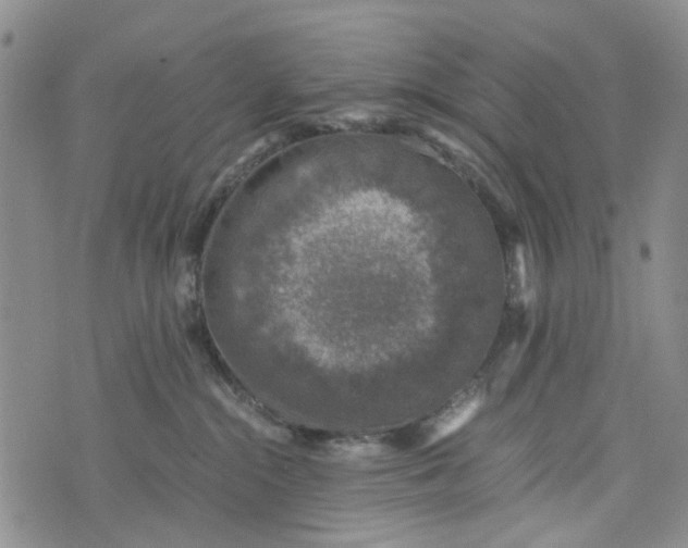 X0000076310284200610161626