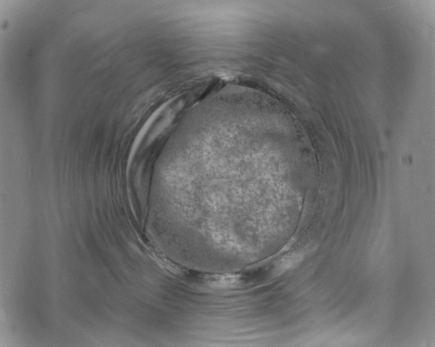 X0000076310288200610161626