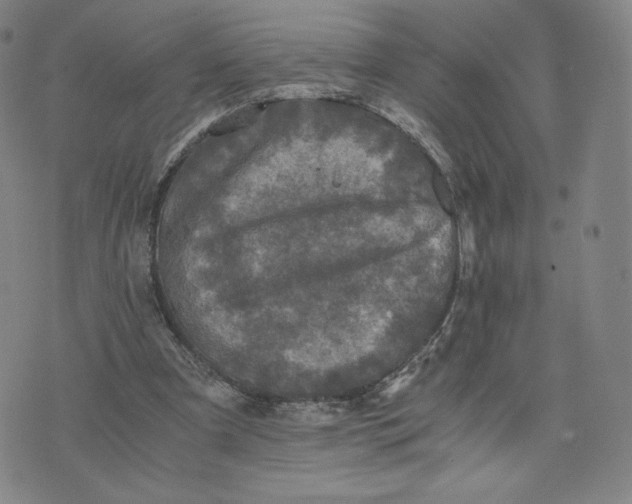 X0000076310297200610161625