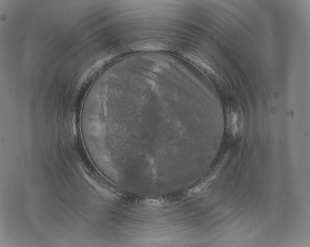 X0000076310302200610161625