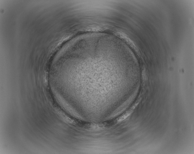 X0000076310305200610161625