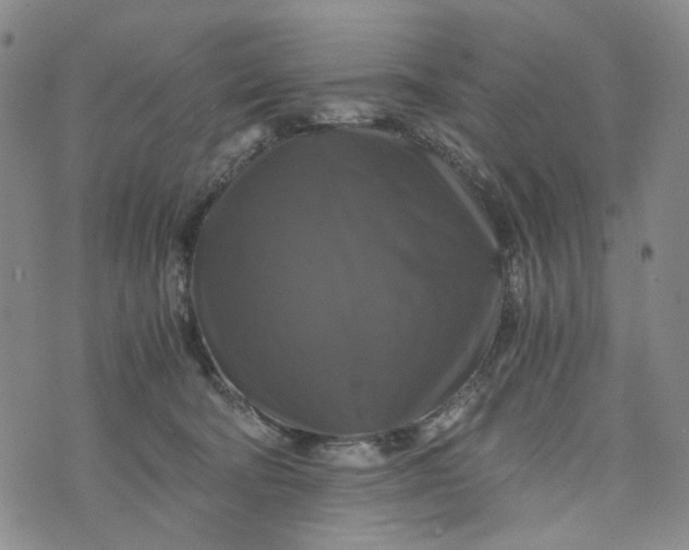 X0000076310322200610161625