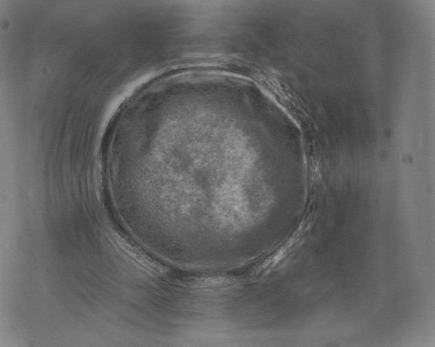 X0000076310342200610161624