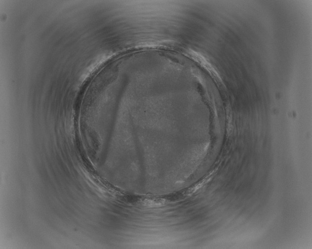 X0000076310346200610161624