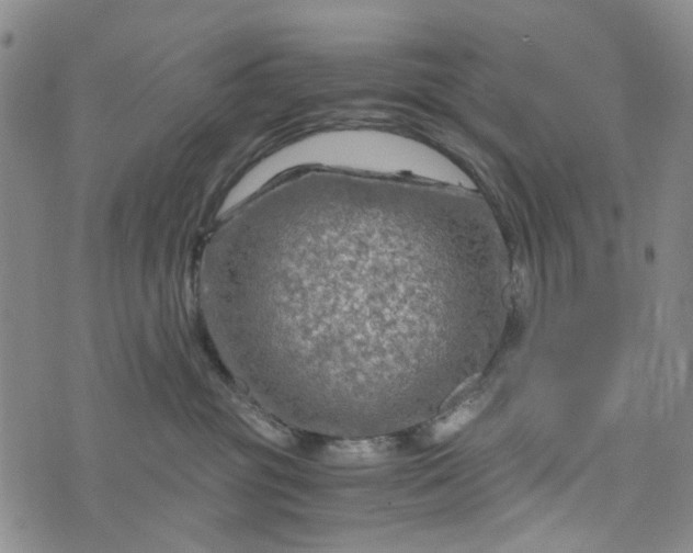 X0000076310381200610161625