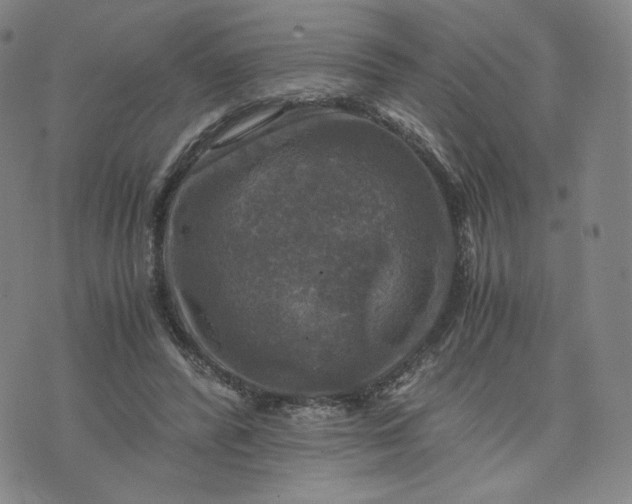 X0000076310400200610161624