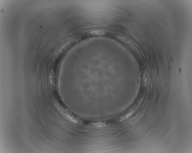 X0000076310424200610161623