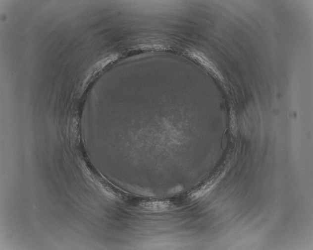 X0000076310449200610161623