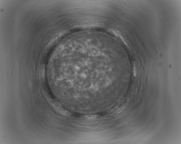 X0000076310495200610161622