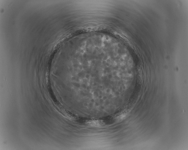 X0000076310499200610161622