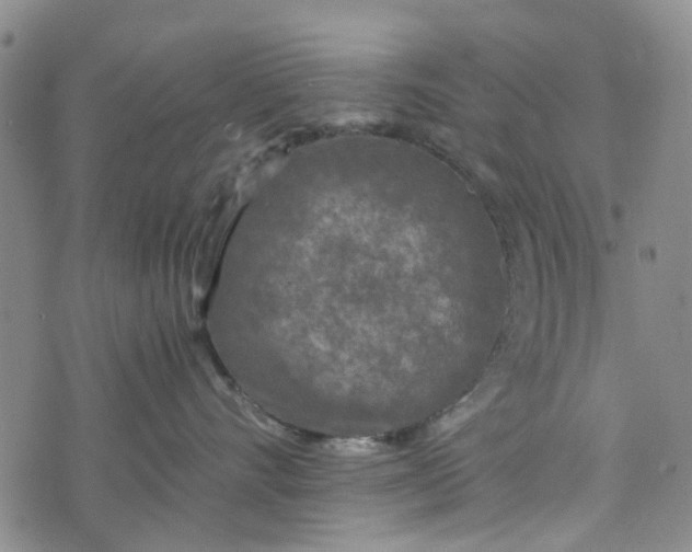 X0000076310528200610161622