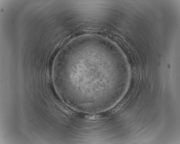 X0000076310564200610161622