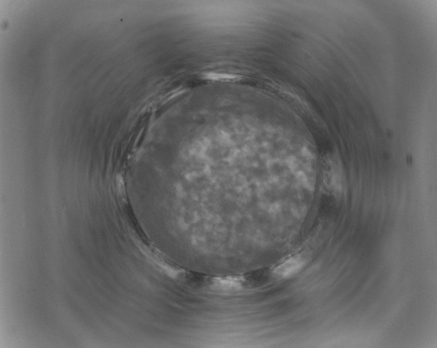 X0000076310573200610161622