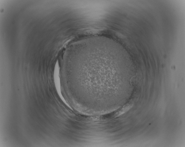 X0000076310624200610161620