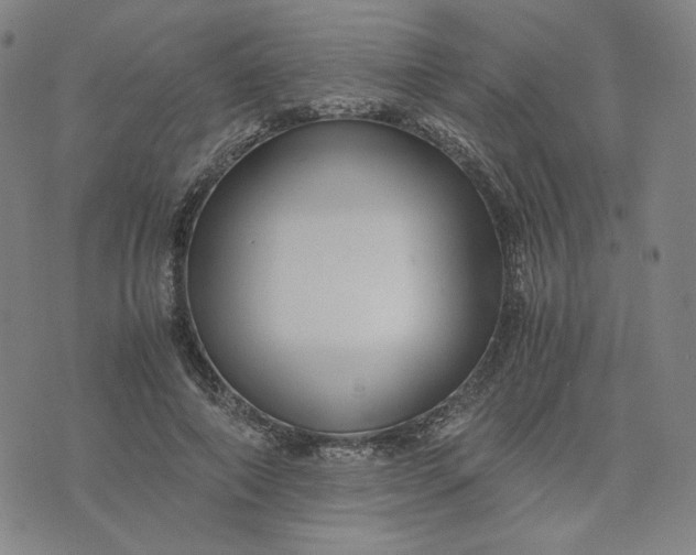 X0000076310690200610161619