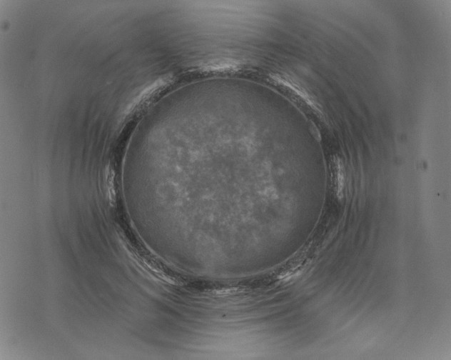 X0000076310692200610161619