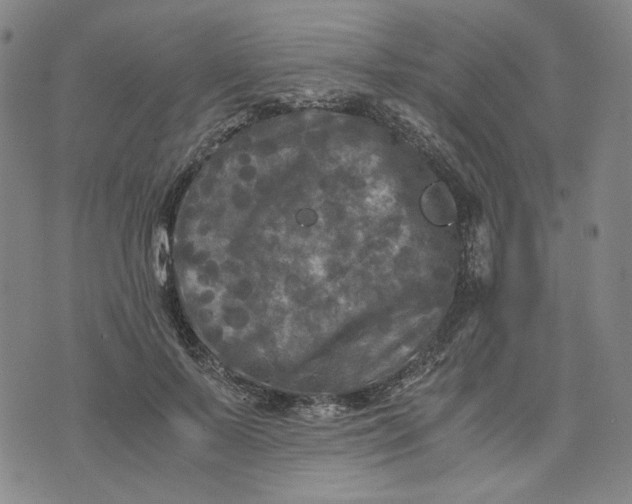 X0000076310695200610161619