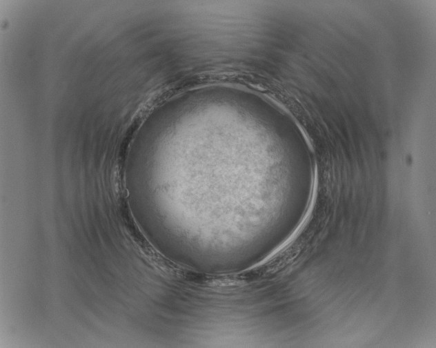 X0000076310708200610161619