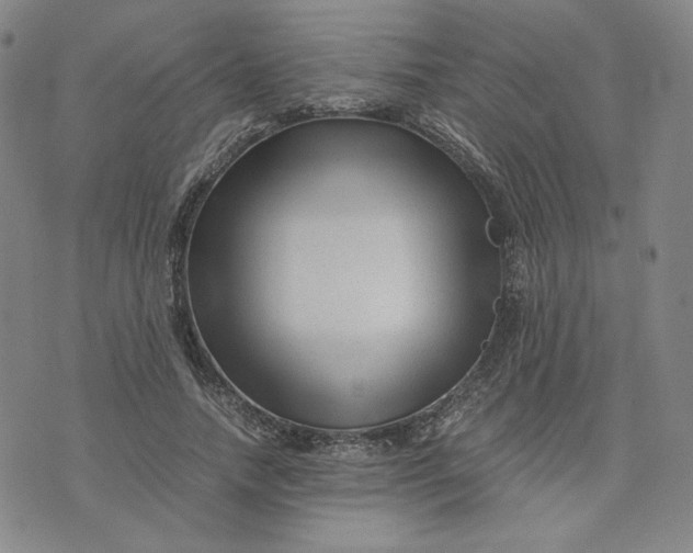 X0000076310738200610161618