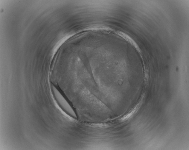 X0000076310855200610161617