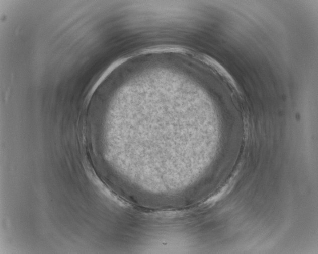 X0000076310860200610161617