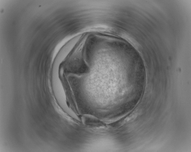 X0000076310960200610161615