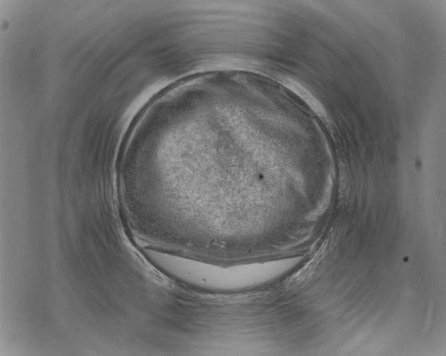 X0000076310996200610161614