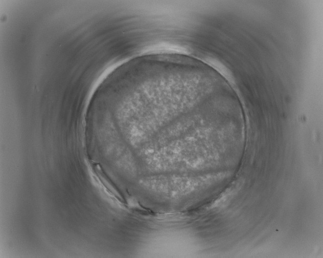 X0000076311008200610161614