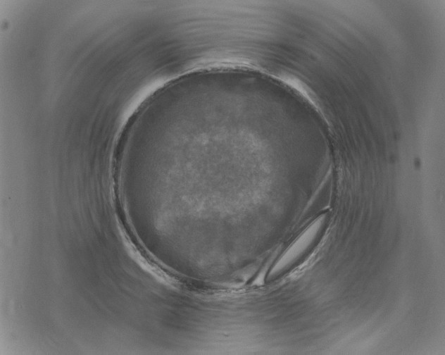 X0000076311038200610161614