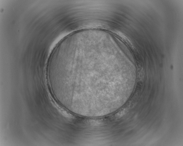 X0000076311086200610161613