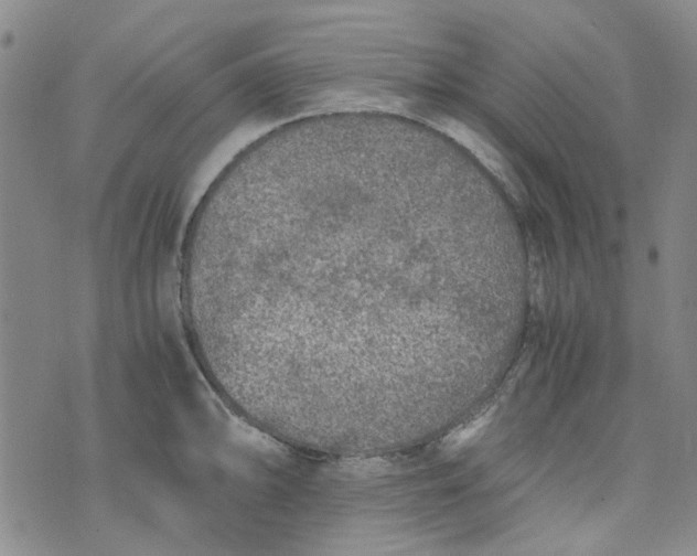 X0000076311094200610161612