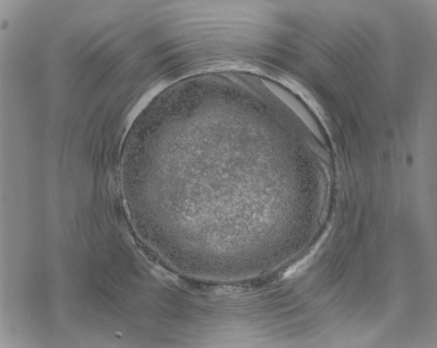 X0000076311097200610161612