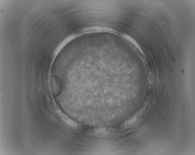 X0000076311098200610161612