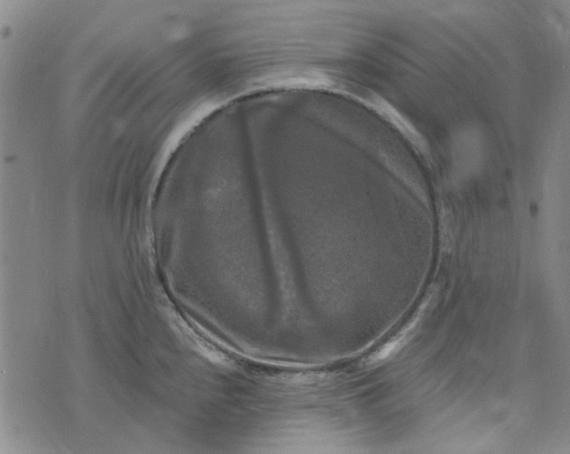 X0000076311240200610161610